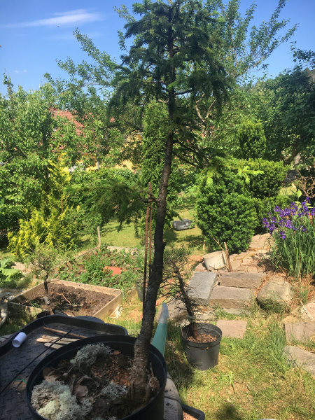 spruce bonsai